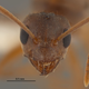 Illustration for article titled Southern United States Invaded by Hairy, Crazy Ants that Attack Electrical Systems